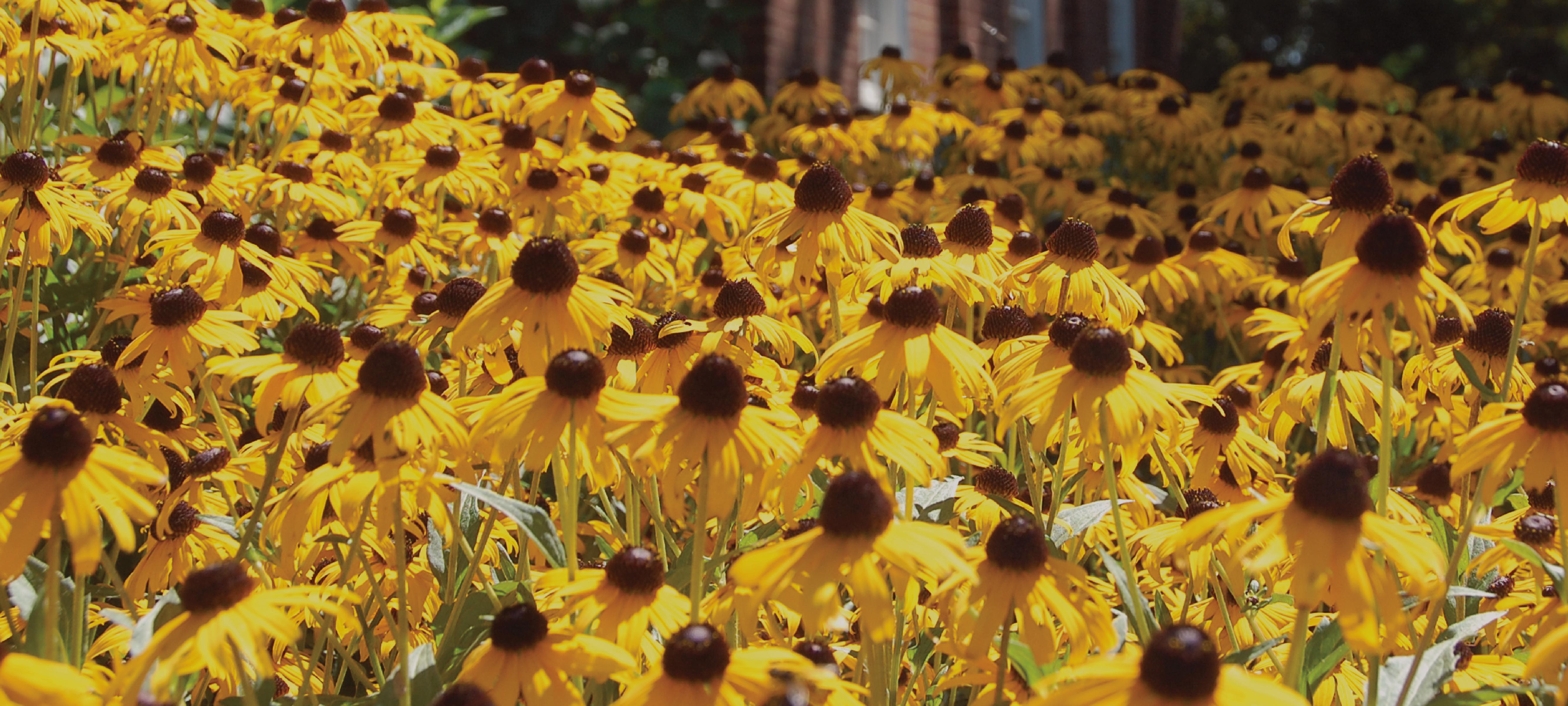 Black Eyed Susans