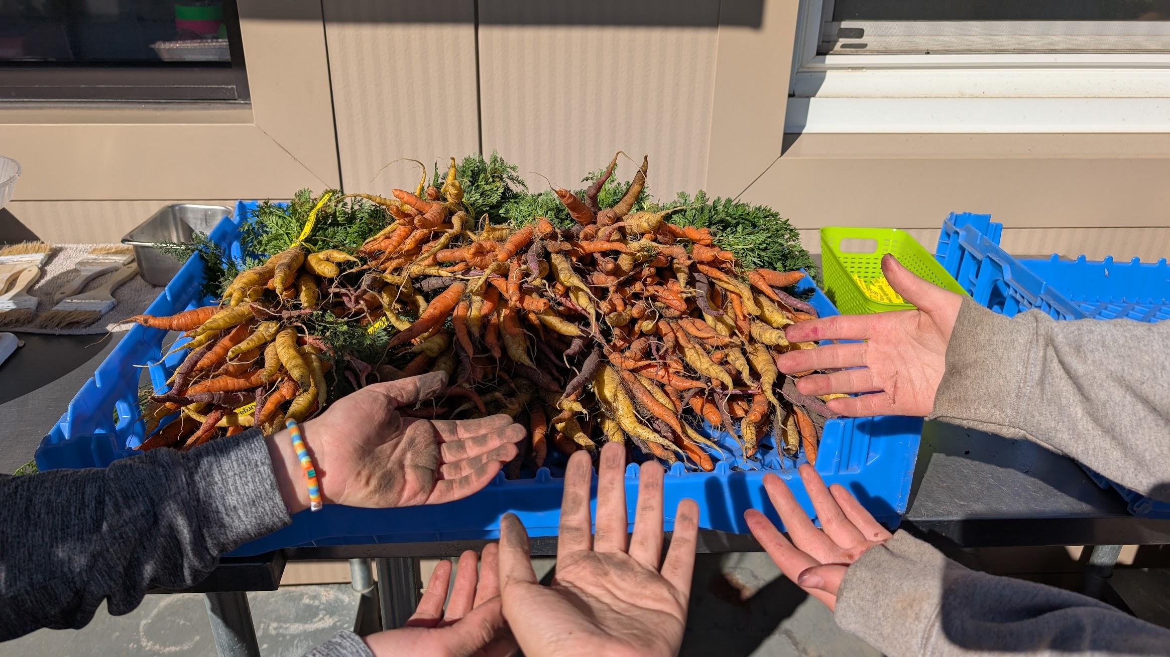 The team in Lynchburg outstretches their arms to show off their carrot harvest. 