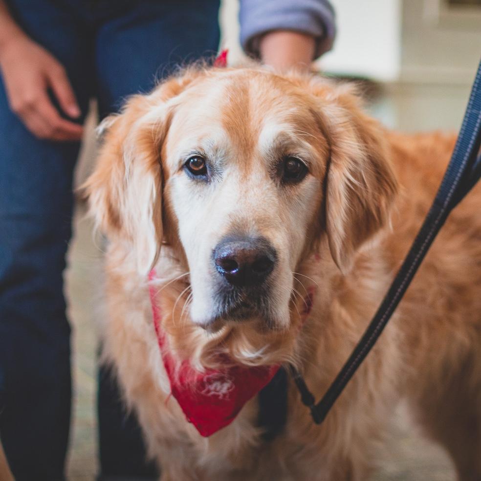 Portrait of Wags for Wellness 