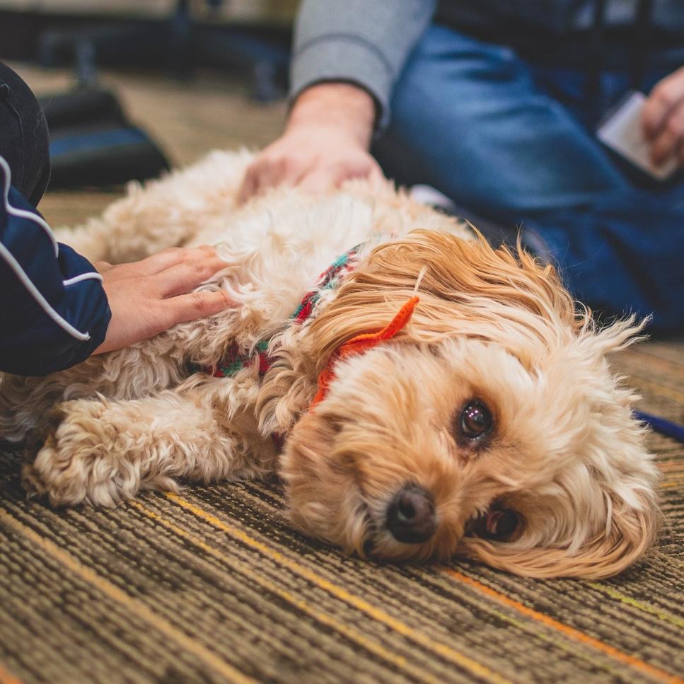 Portrait of Wags for Wellness 