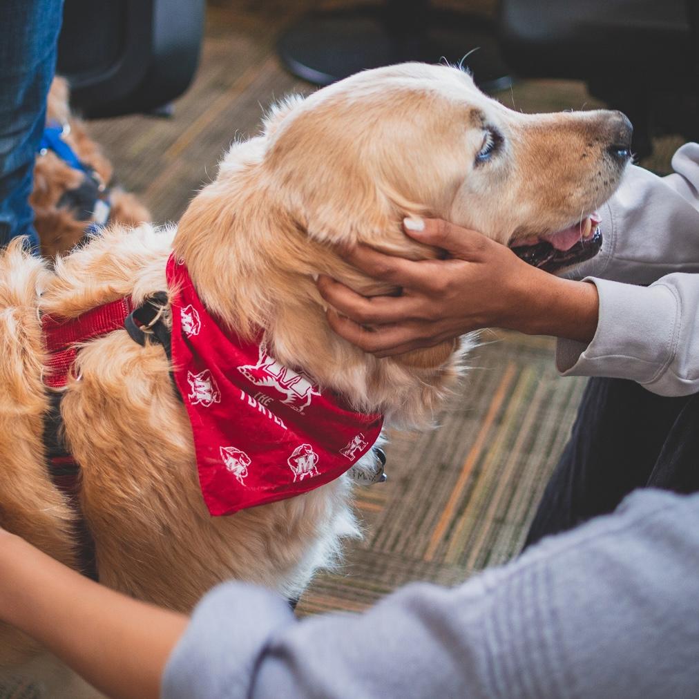 Portrait of Wags for Wellness 