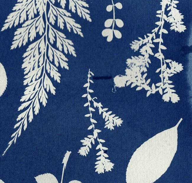 Portrait of Cyanotype Print Workshop